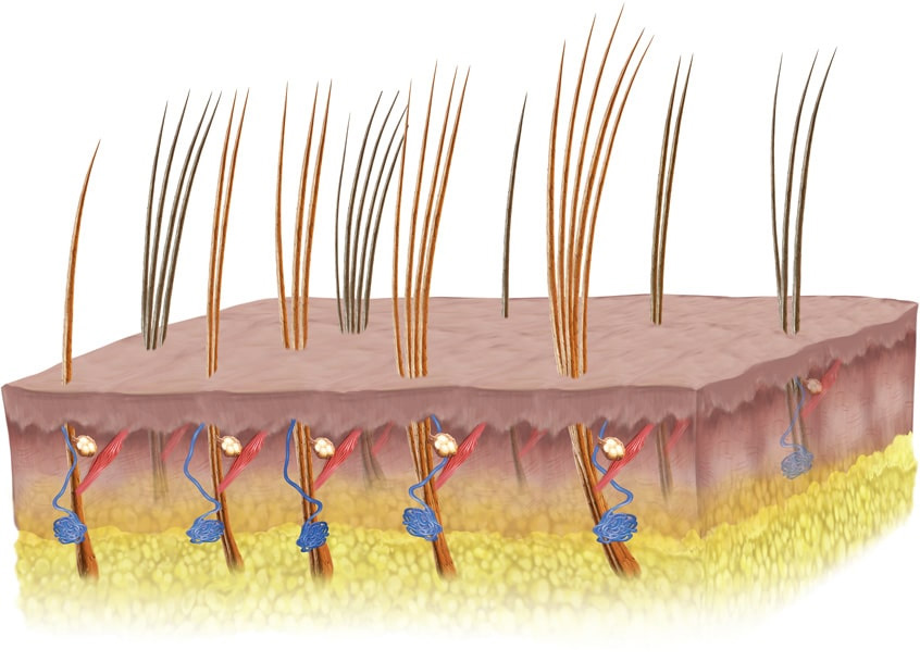 Normal hair architecture