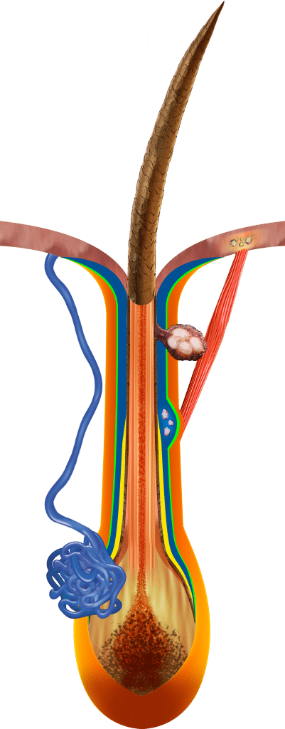 Hair root anatomy