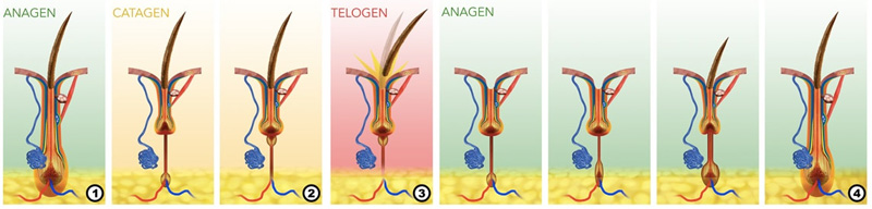 Best hair loss treatment clinic in 
